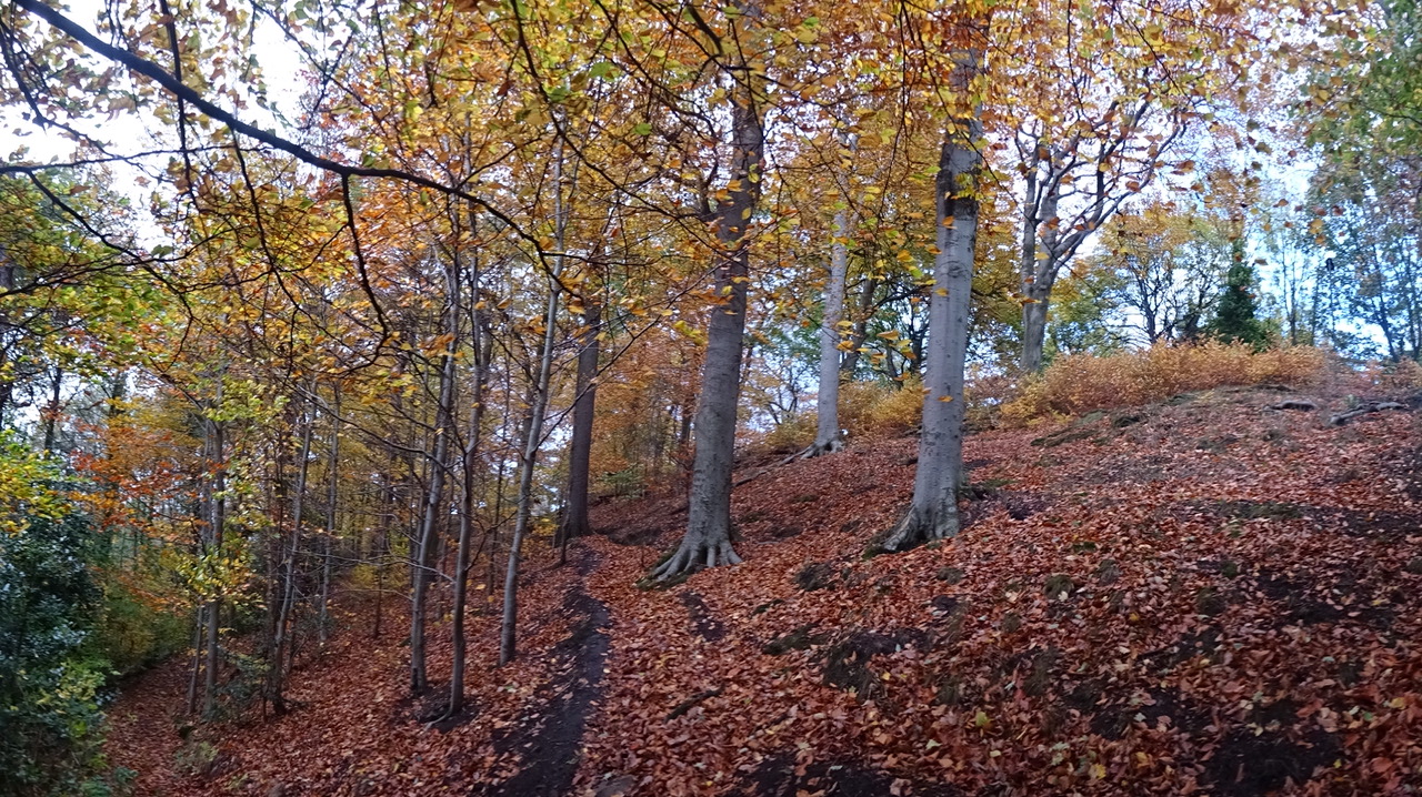 Fwd: Brincliffe Edge Woods			
					</div><!-- .entry-content -->
		
		<footer>
		
		
		
					
					</footer><!-- .entry-meta -->
	</article><!-- #post -->
				
											
				
		
<hr class=