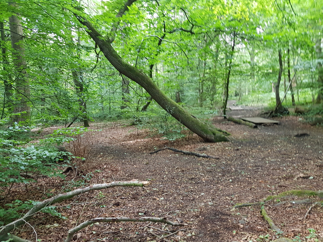 Fwd: eccy woods by Paul Snelling.			
					</div><!-- .entry-content -->
		
		<footer>
		
		
		
					
					</footer><!-- .entry-meta -->
	</article><!-- #post -->
				
											
				
		
<hr class=