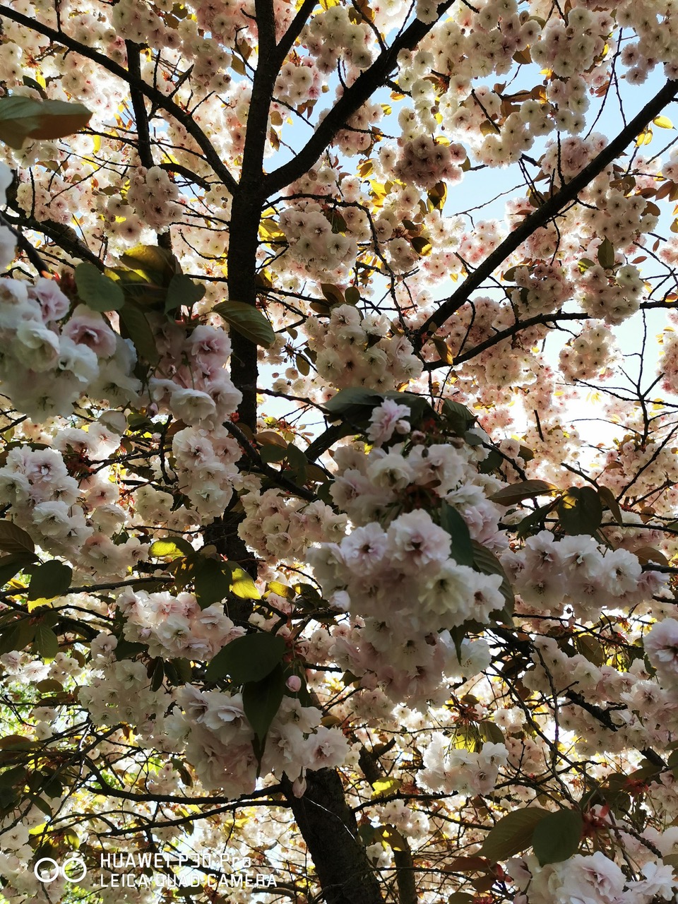 Fwd: Cherry blossom			
					</div><!-- .entry-content -->
		
		<footer>
		
		
		
					
					</footer><!-- .entry-meta -->
	</article><!-- #post -->
				
											
				
		
<hr class=
