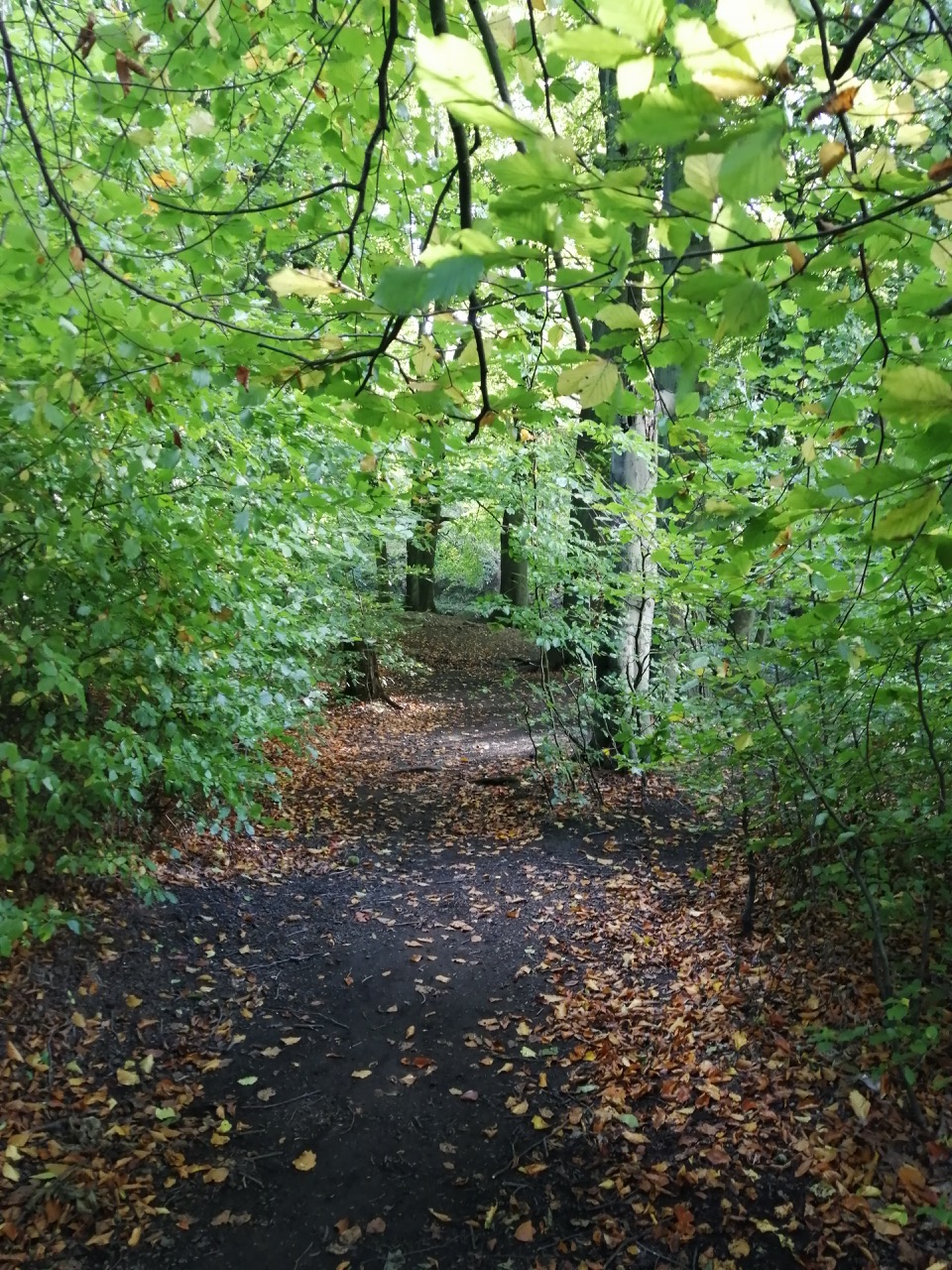 Fwd: BEELEY WOODS			
					</div><!-- .entry-content -->
		
		<footer>
		
		
		
					
					</footer><!-- .entry-meta -->
	</article><!-- #post -->
				
											
				
		
<hr class=