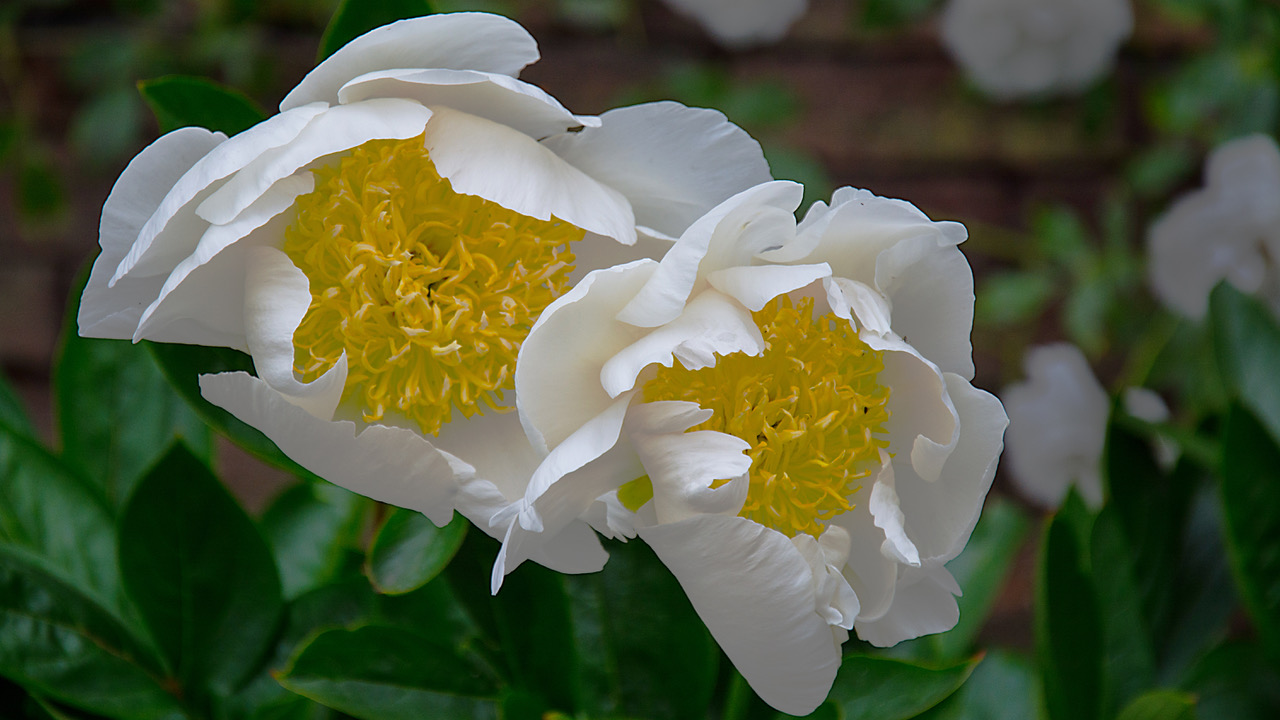 Fwd: Peonies at Nostell.jpg			
					</div><!-- .entry-content -->
		
		<footer>
		
		
		
					
					</footer><!-- .entry-meta -->
	</article><!-- #post -->
				
											
				
		
<hr class=