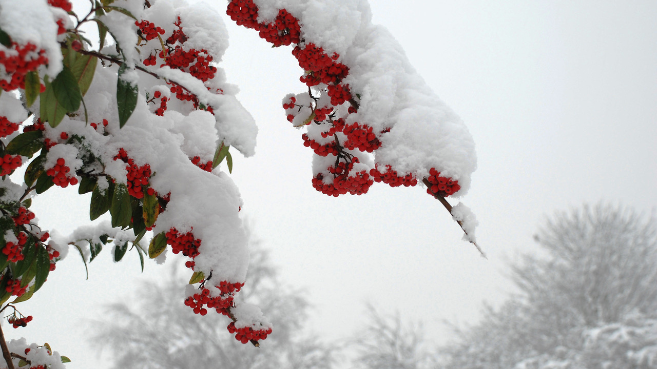 Fwd: Pyrocanthus.jpg			
					</div><!-- .entry-content -->
		
		<footer>
		
		
		
					
					</footer><!-- .entry-meta -->
	</article><!-- #post -->
				
											
				
		
<hr class=
