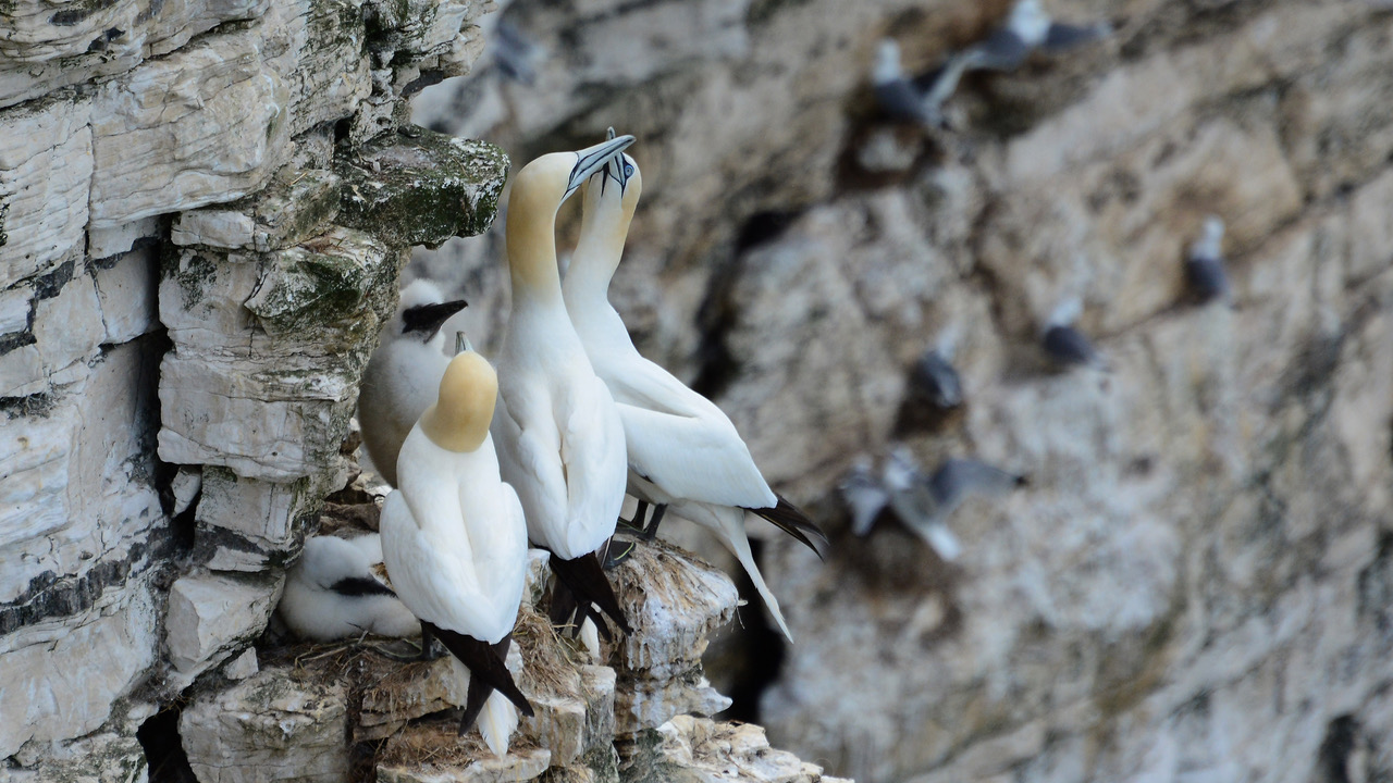 Fwd: RSPB Bempton.jpg			
					</div><!-- .entry-content -->
		
		<footer>
		
		
		
					
					</footer><!-- .entry-meta -->
	</article><!-- #post -->
				
											
				
		
<hr class=