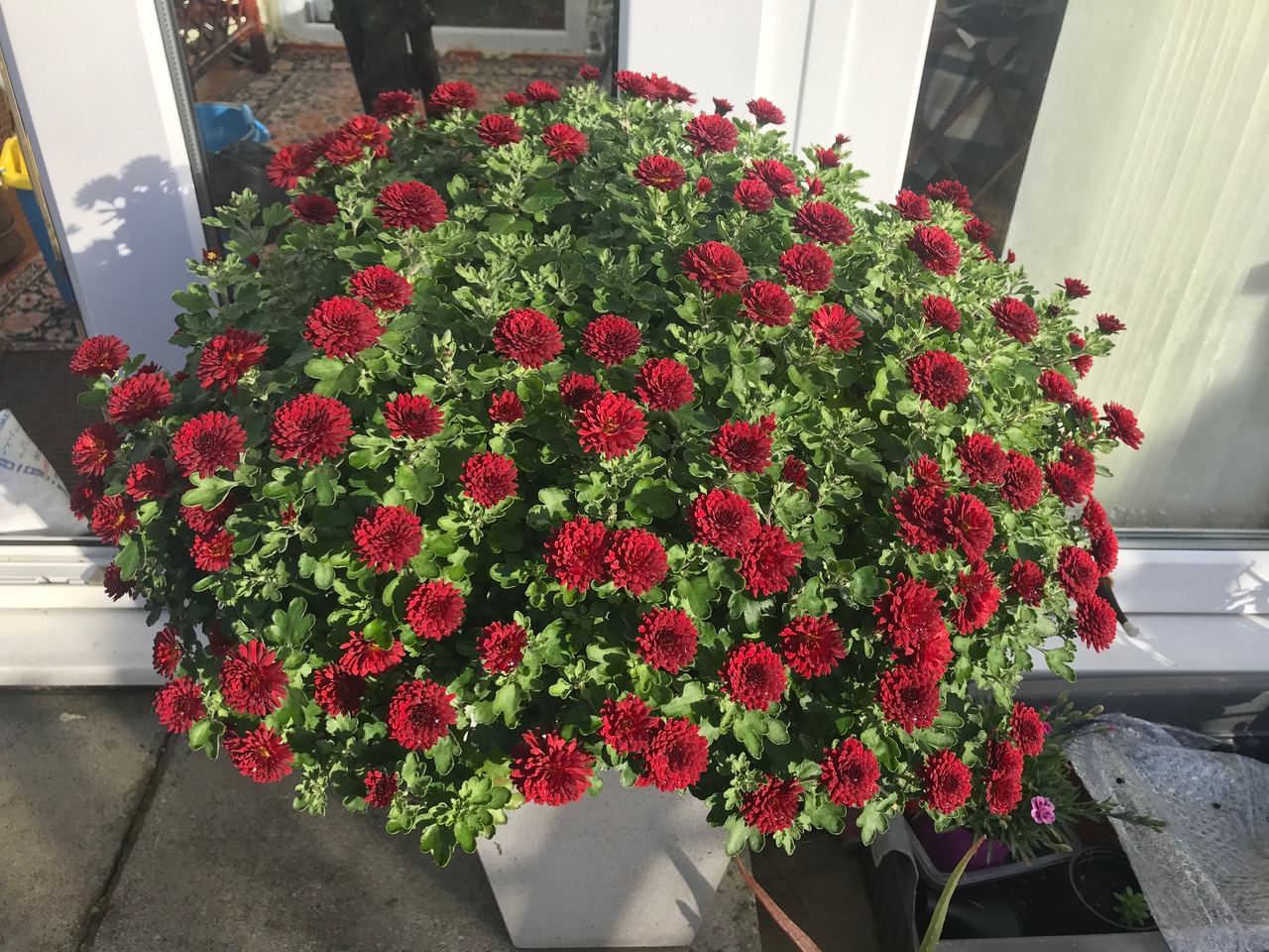 Fwd: Photo by Kate Hague Autumn colour			
					</div><!-- .entry-content -->
		
		<footer>
		
		
		
					
					</footer><!-- .entry-meta -->
	</article><!-- #post -->
				
											
				
		
<hr class=