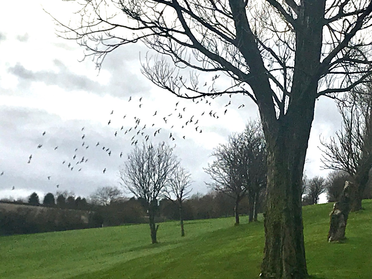 Fwd: Photo by Kate Hague Birley golf course			
					</div><!-- .entry-content -->
		
		<footer>
		
		
		
					
					</footer><!-- .entry-meta -->
	</article><!-- #post -->
				
											
				
		
<hr class=