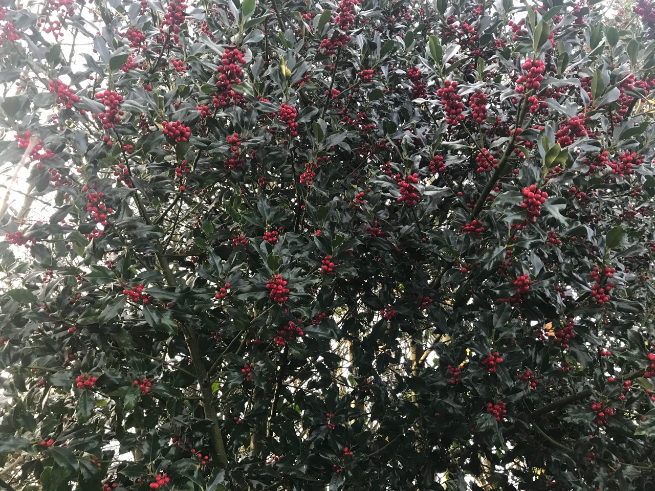 Fwd: Holly tree Kate Hague			
					</div><!-- .entry-content -->
		
		<footer>
		
		
		
					
					</footer><!-- .entry-meta -->
	</article><!-- #post -->
				
											
				
		
<hr class=