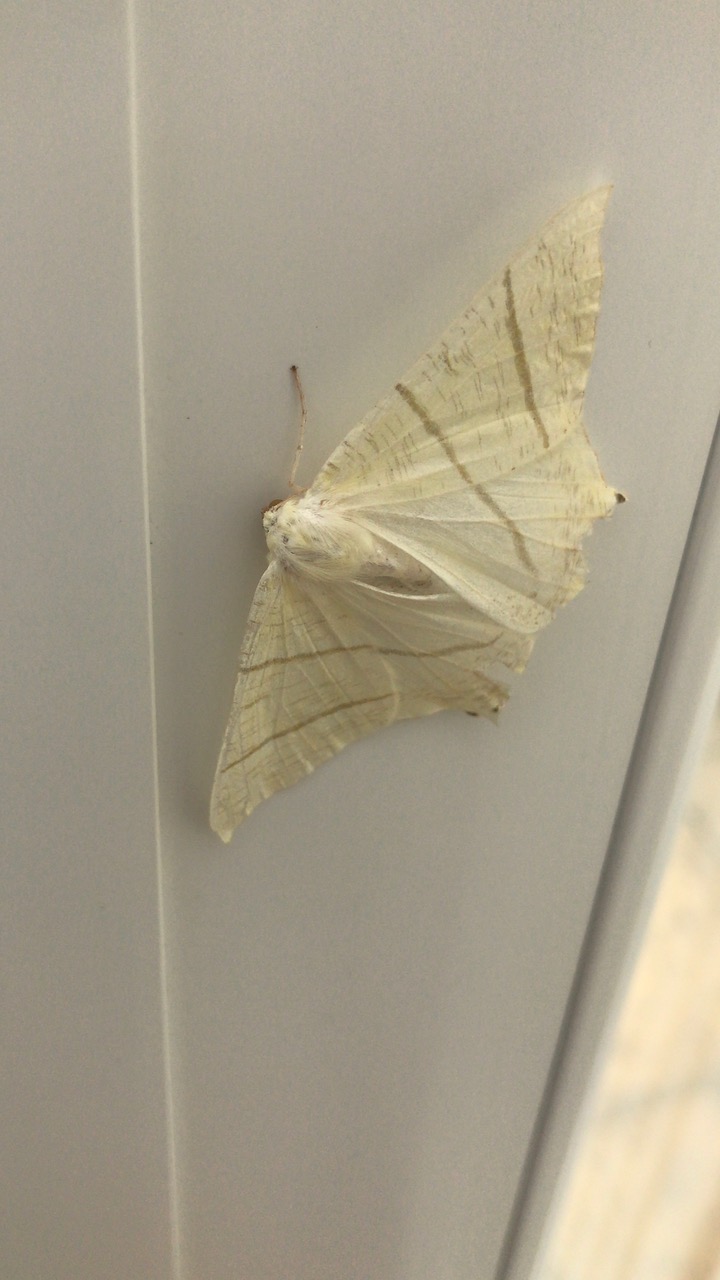 Fwd: Moth Kate Hague			
					</div><!-- .entry-content -->
		
		<footer>
		
		
		
					
					</footer><!-- .entry-meta -->
	</article><!-- #post -->
				
											
				
		
<hr class=