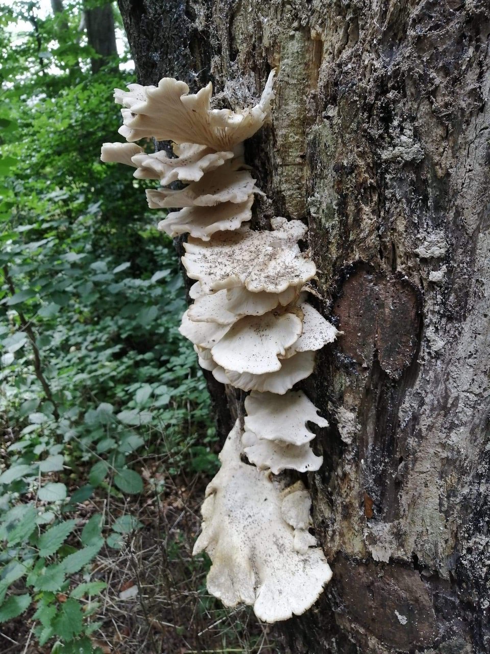 Fwd: BEELEY WOODS			
					</div><!-- .entry-content -->
		
		<footer>
		
		
		
					
					</footer><!-- .entry-meta -->
	</article><!-- #post -->
				
											
				
		
<hr class=