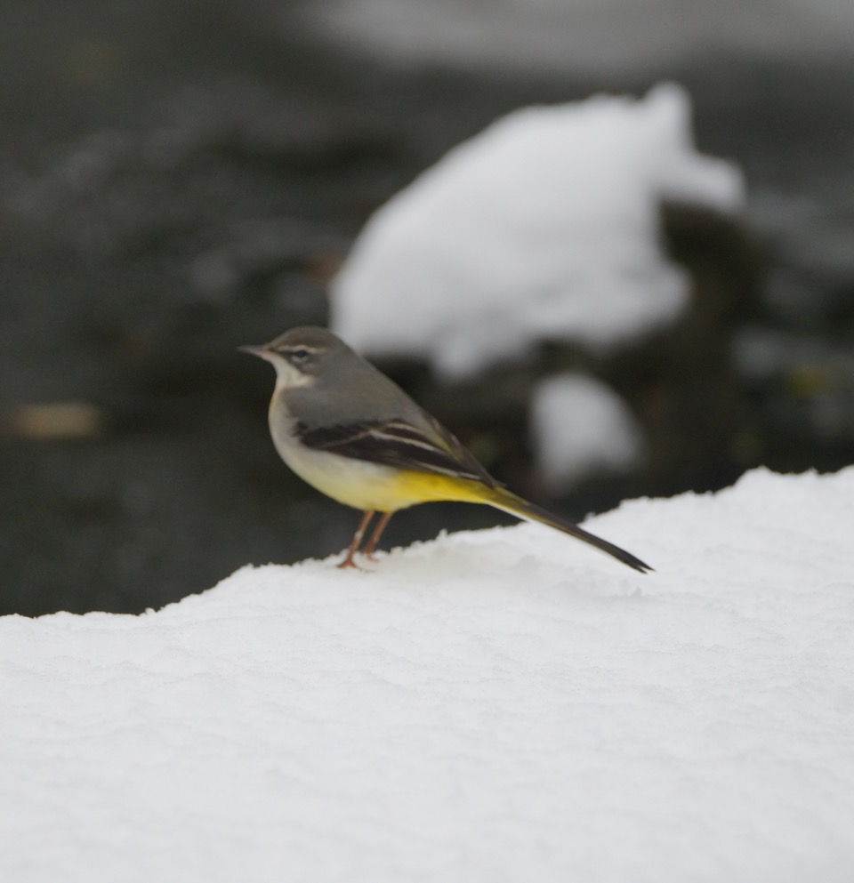 Fwd: Willy D. .WALTER WAGTAIL			
					</div><!-- .entry-content -->
		
		<footer>
		
		
		
					
					</footer><!-- .entry-meta -->
	</article><!-- #post -->
				
											
				
		
<hr class=