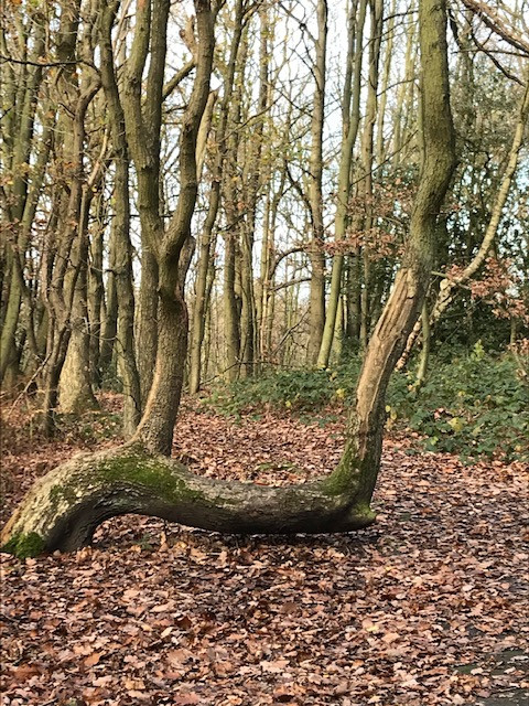 Fwd: The Sitting tree Trenton woods			
					</div><!-- .entry-content -->
		
		<footer>
		
		
		
					
					</footer><!-- .entry-meta -->
	</article><!-- #post -->
				
											
				
		
<hr class=