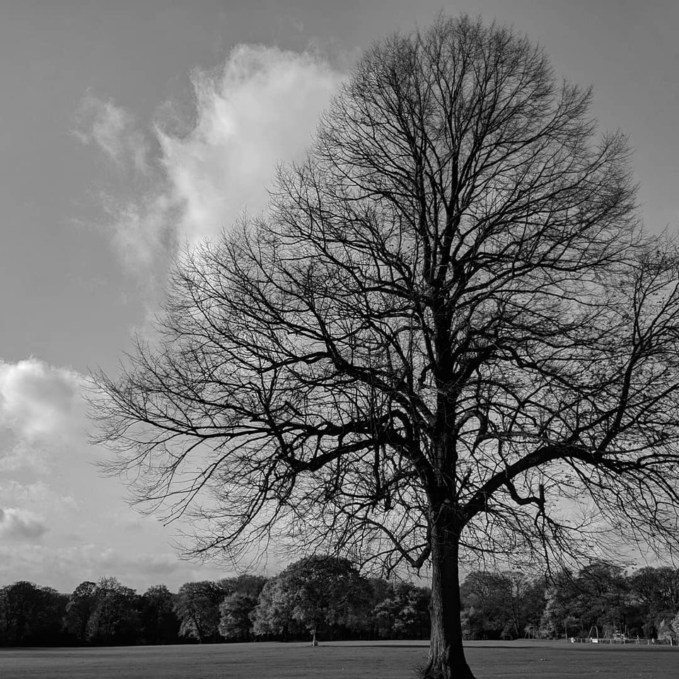 Fwd: Photo of Graves park			
					</div><!-- .entry-content -->
		
		<footer>
		
		
		
					
					</footer><!-- .entry-meta -->
	</article><!-- #post -->
				
											
				
		
<hr class=