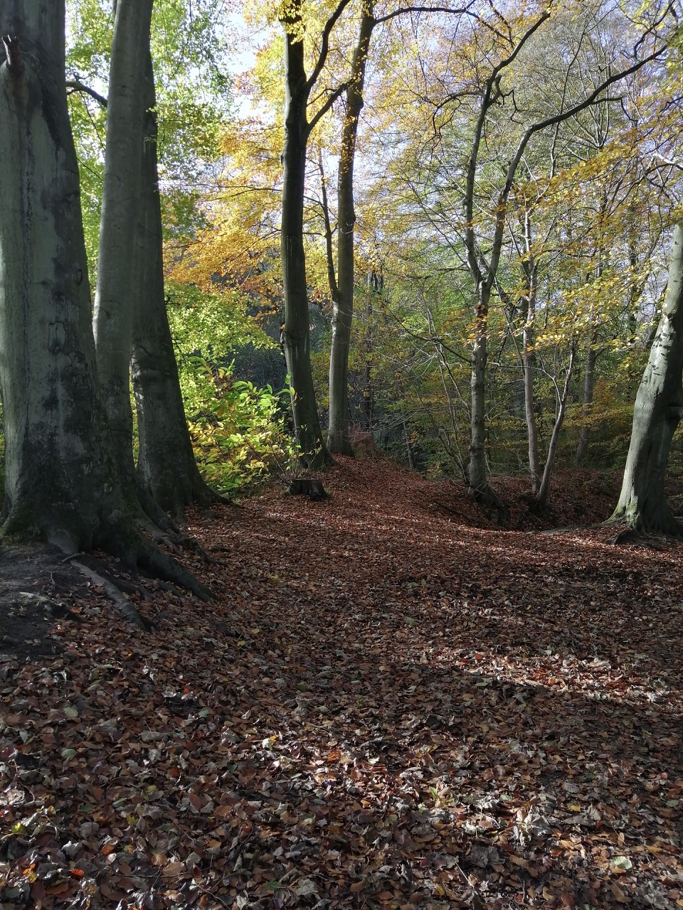 Fwd: Beeley woods			
					</div><!-- .entry-content -->
		
		<footer>
		
		
		
					
					</footer><!-- .entry-meta -->
	</article><!-- #post -->
				
											
				
		
<hr class=