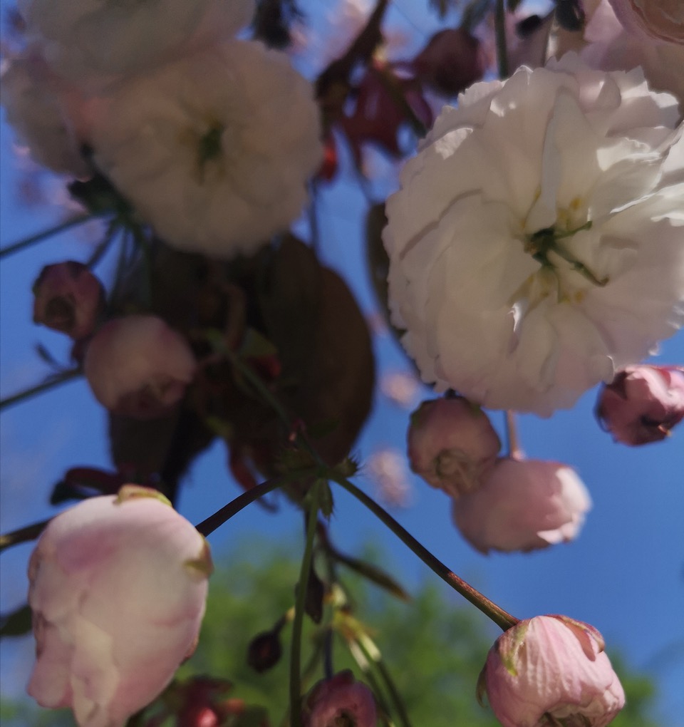 Fwd: Cherry blossom			
					</div><!-- .entry-content -->
		
		<footer>
		
		
		
					
					</footer><!-- .entry-meta -->
	</article><!-- #post -->
				
											
				
		
<hr class=