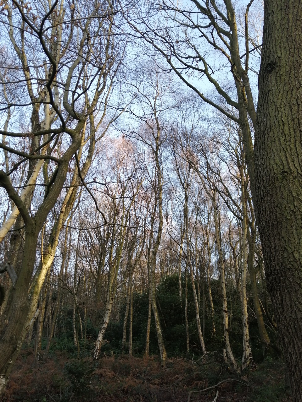 Fwd: Wombwell Woods			
					</div><!-- .entry-content -->
		
		<footer>
		
		
		
					
					</footer><!-- .entry-meta -->
	</article><!-- #post -->
				
											
				
		
<hr class=