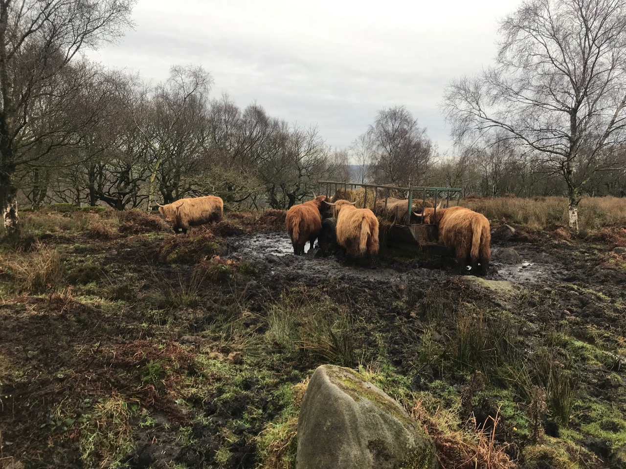 Fwd: Highland cattle at Curbur			
					</div><!-- .entry-content -->
		
		<footer>
		
		
		
					
					</footer><!-- .entry-meta -->
	</article><!-- #post -->
				
											
				
		
<hr class=