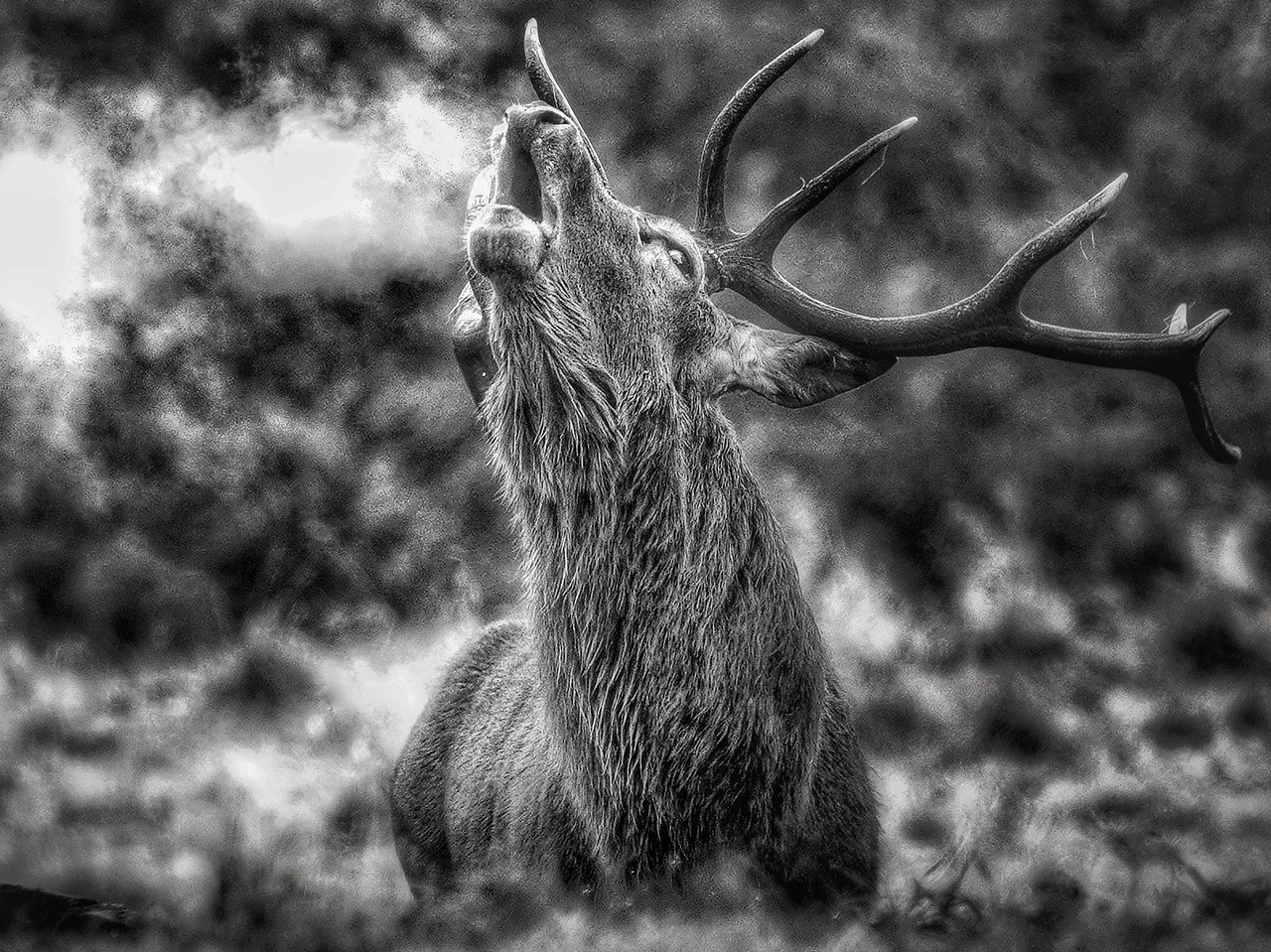 Fwd: Stag at Chatsworth			
					</div><!-- .entry-content -->
		
		<footer>
		
		
		
					
					</footer><!-- .entry-meta -->
	</article><!-- #post -->
				
											
				
		
<hr class=