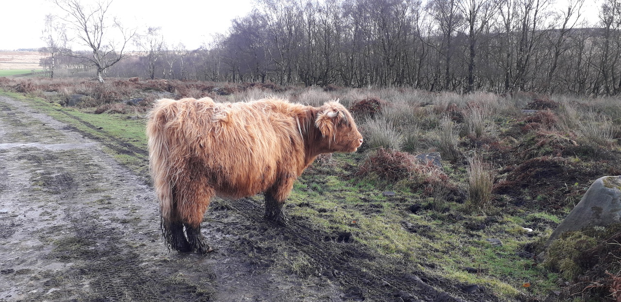 Fwd: Highland cattle			
					</div><!-- .entry-content -->
		
		<footer>
		
		
		
					
					</footer><!-- .entry-meta -->
	</article><!-- #post -->
				
											
				
		
<hr class=
