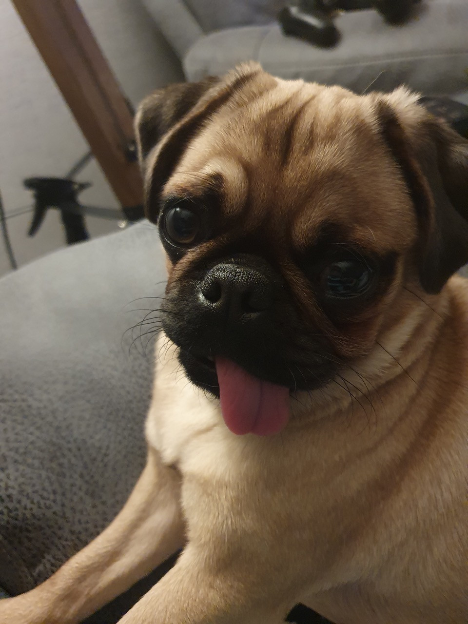 Fwd: The Pug life Priestess			
					</div><!-- .entry-content -->
		
		<footer>
		
		
		
					
					</footer><!-- .entry-meta -->
	</article><!-- #post -->
				
											
				
		
<hr class=