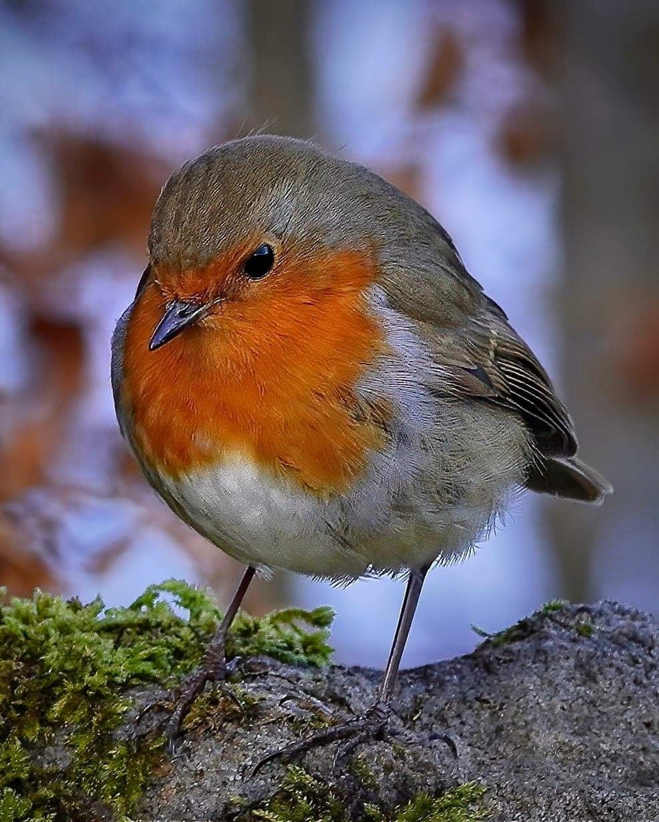 Fwd: Robin of Loxley			
					</div><!-- .entry-content -->
		
		<footer>
		
		
		
					
					</footer><!-- .entry-meta -->
	</article><!-- #post -->
				
											
				
		
<hr class=