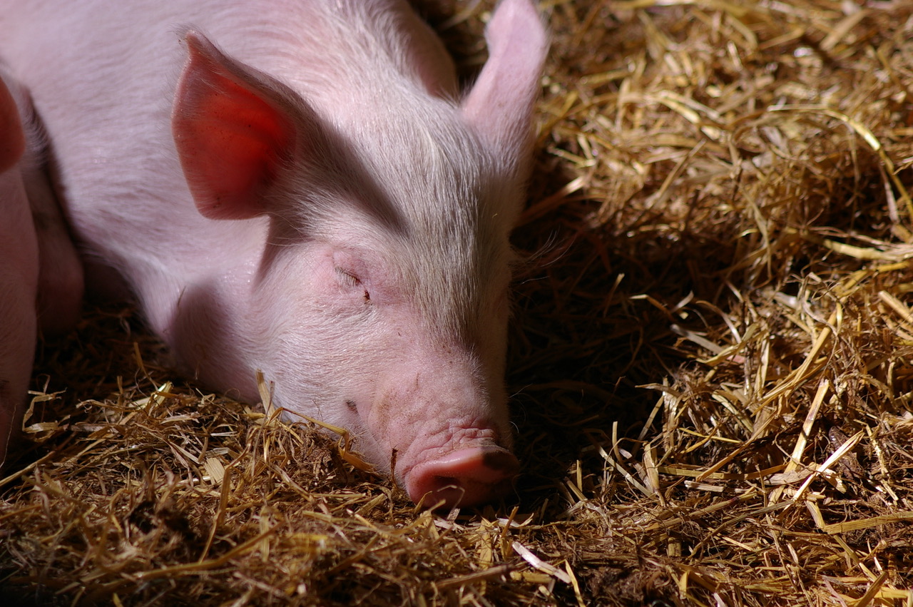 Fwd: Graves park pig photo			
					</div><!-- .entry-content -->
		
		<footer>
		
		
		
					
					</footer><!-- .entry-meta -->
	</article><!-- #post -->
				
											
				
		
<hr class=