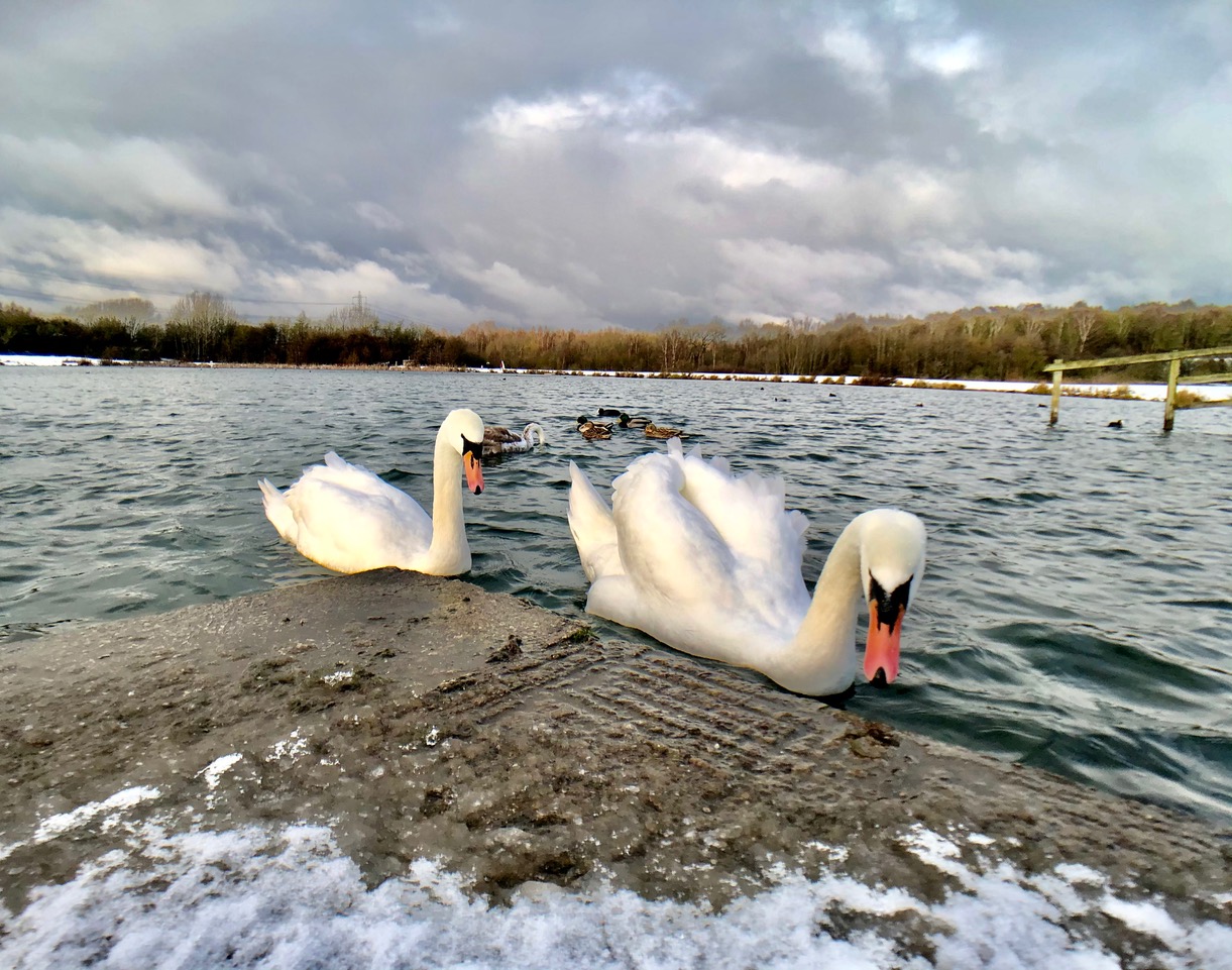 Fwd: Swans at Rother Valley Country Park. Keith Bown			
					</div><!-- .entry-content -->
		
		<footer>
		
		
		
					
					</footer><!-- .entry-meta -->
	</article><!-- #post -->
				
											
				
		
<hr class=