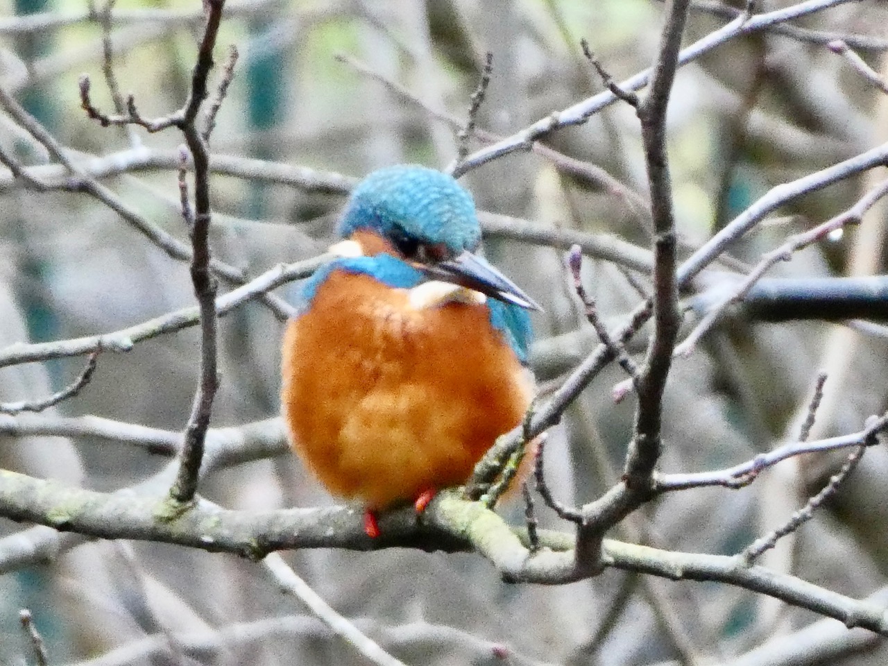 Fwd: Kingfisher at Endcliffe Park Sheffield.Keith Bown			
					</div><!-- .entry-content -->
		
		<footer>
		
		
		
					
					</footer><!-- .entry-meta -->
	</article><!-- #post -->
				
											
				
		
<hr class=