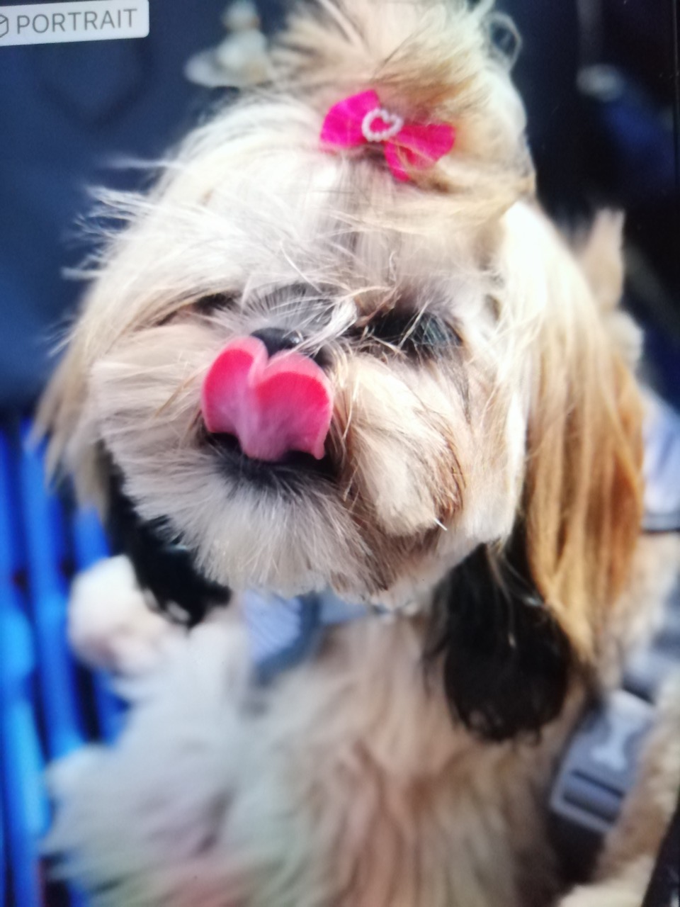 Fwd: Teddy			
					</div><!-- .entry-content -->
		
		<footer>
		
		
		
					
					</footer><!-- .entry-meta -->
	</article><!-- #post -->
				
											
				
		
<hr class=