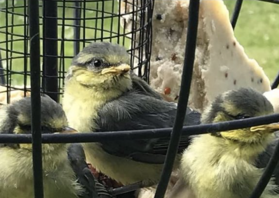 Fwd: BluetitsNikkyP			
					</div><!-- .entry-content -->
		
		<footer>
		
		
		
					
					</footer><!-- .entry-meta -->
	</article><!-- #post -->
				
											
				
		
<hr class=