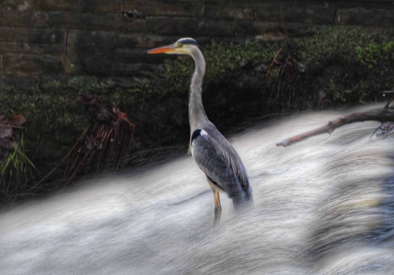 Fwd: Heron			
					</div><!-- .entry-content -->
		
		<footer>
		
		
		
					
					</footer><!-- .entry-meta -->
	</article><!-- #post -->
				
											
				
		
<hr class=