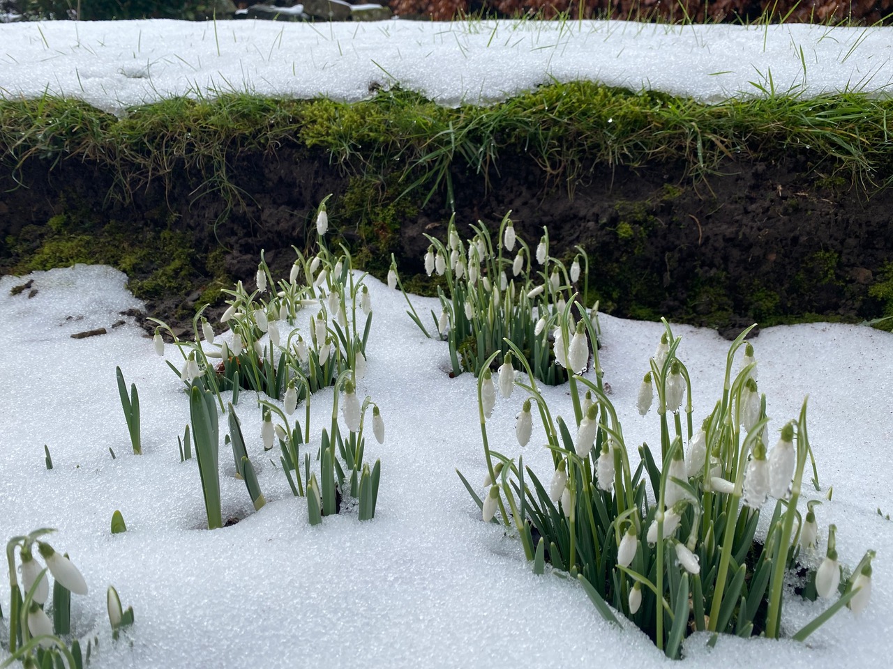 Fwd: Snowdrops in the snow by Val Bartle			
					</div><!-- .entry-content -->
		
		<footer>
		
		
		
					
					</footer><!-- .entry-meta -->
	</article><!-- #post -->
				
											
				
		
<hr class=