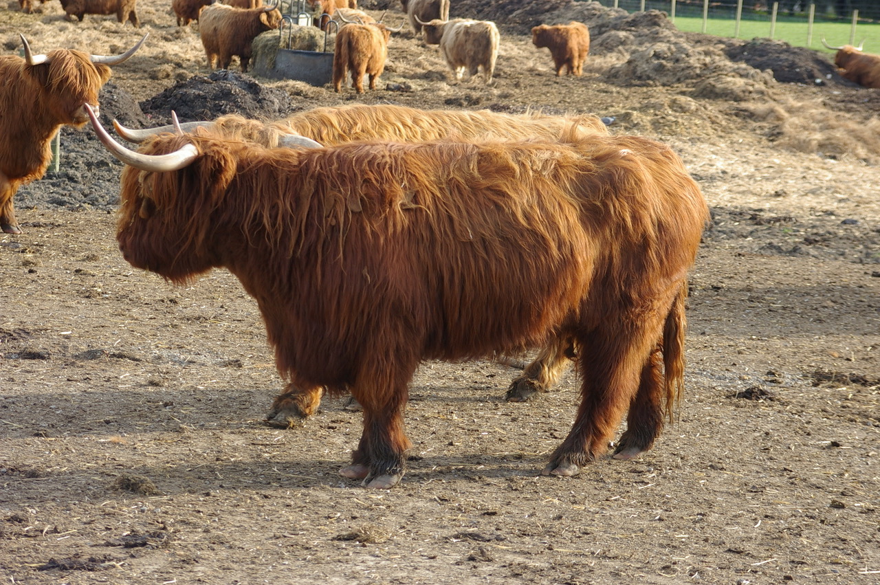 Fwd: Photo of highland cattle at Graves Park			
					</div><!-- .entry-content -->
		
		<footer>
		
		
		
					
					</footer><!-- .entry-meta -->
	</article><!-- #post -->
				
											
				
		
<hr class=