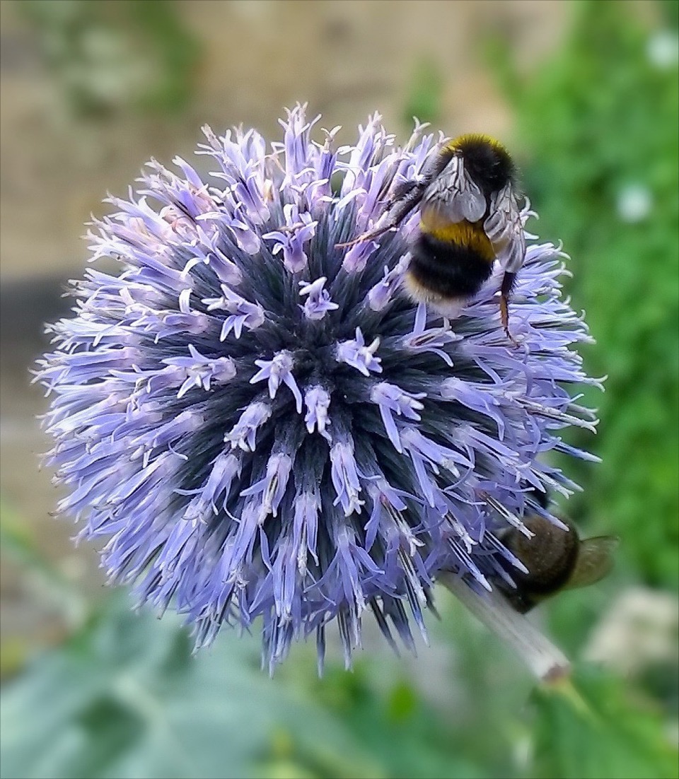 Fwd: Bee photo			
					</div><!-- .entry-content -->
		
		<footer>
		
		
		
					
					</footer><!-- .entry-meta -->
	</article><!-- #post -->
				
											
				
		
<hr class=