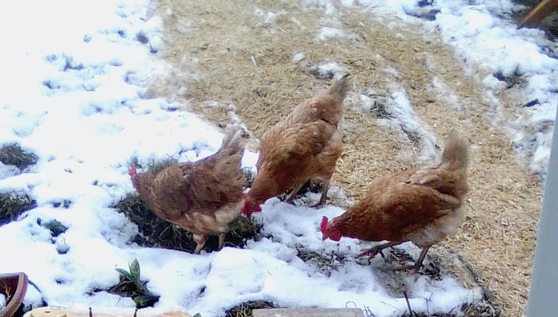 Fwd: Christine May Turner’s chooks at Thurcroft.			
					</div><!-- .entry-content -->
		
		<footer>
		
		
		
					
					</footer><!-- .entry-meta -->
	</article><!-- #post -->
				
											
				
		
<hr class=