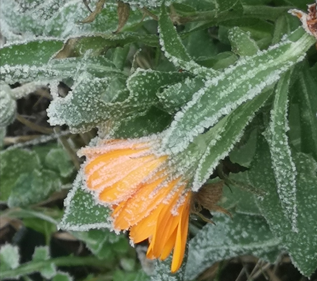 Fwd: Jack frost			
					</div><!-- .entry-content -->
		
		<footer>
		
		
		
					
					</footer><!-- .entry-meta -->
	</article><!-- #post -->
				
											
				
		
<hr class=