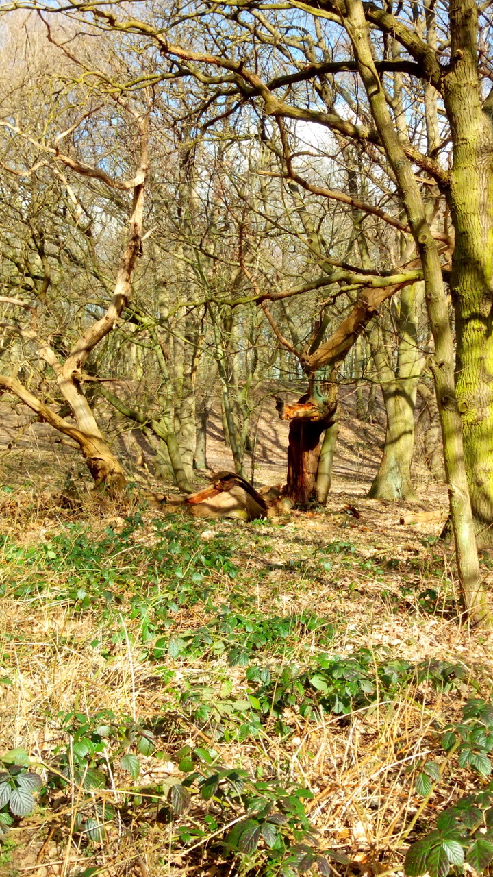 Fwd: Sarah Bark…. Kings wood park bawtry			
					</div><!-- .entry-content -->
		
		<footer>
		
		
		
					
					</footer><!-- .entry-meta -->
	</article><!-- #post -->
				
											
				
		
<hr class=