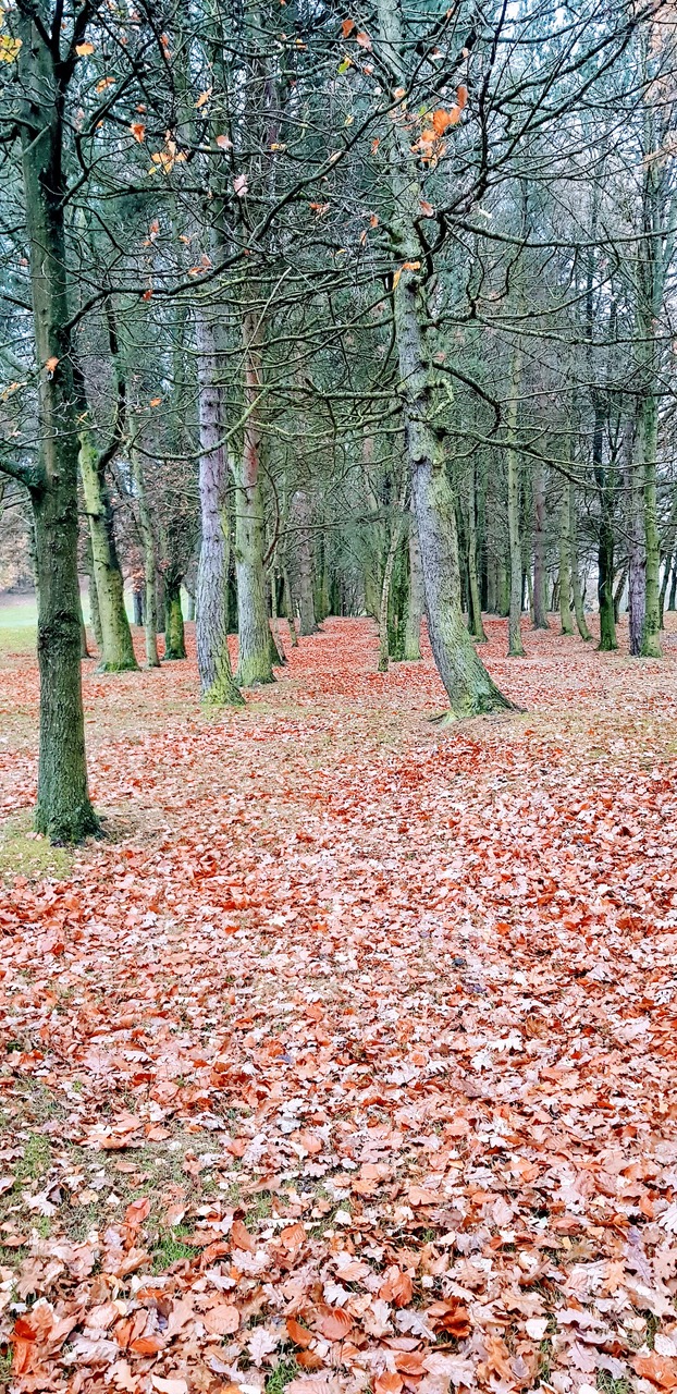 Fwd: Beauchief golfcourse			
					</div><!-- .entry-content -->
		
		<footer>
		
		
		
					
					</footer><!-- .entry-meta -->
	</article><!-- #post -->
				
											
				
		
<hr class=