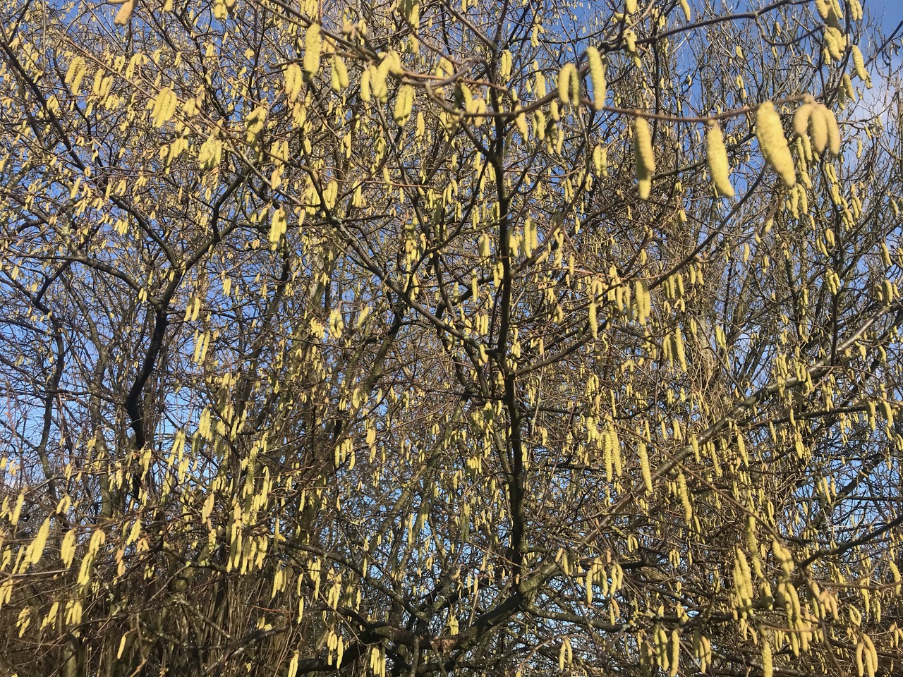 Fwd: Pussy willow by Kate Hague			
					</div><!-- .entry-content -->
		
		<footer>
		
		
		
					
					</footer><!-- .entry-meta -->
	</article><!-- #post -->
				
											
				
		
<hr class=