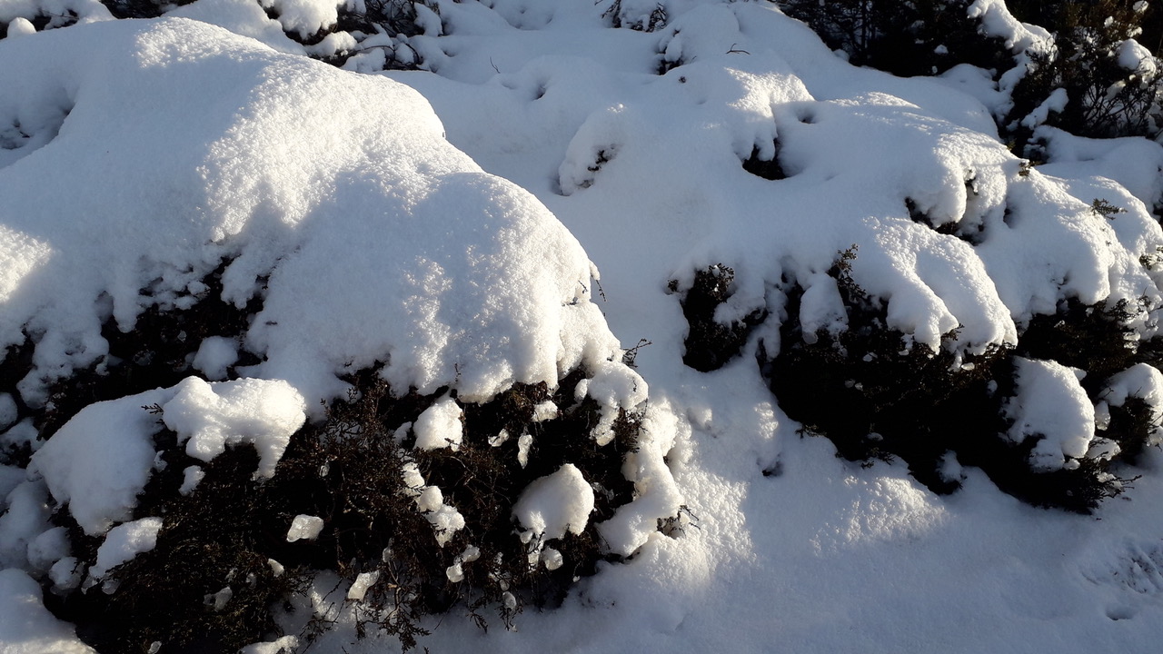 Fwd: Snowy tree			
					</div><!-- .entry-content -->
		
		<footer>
		
		
		
					
					</footer><!-- .entry-meta -->
	</article><!-- #post -->
				
											
				
		
<hr class=