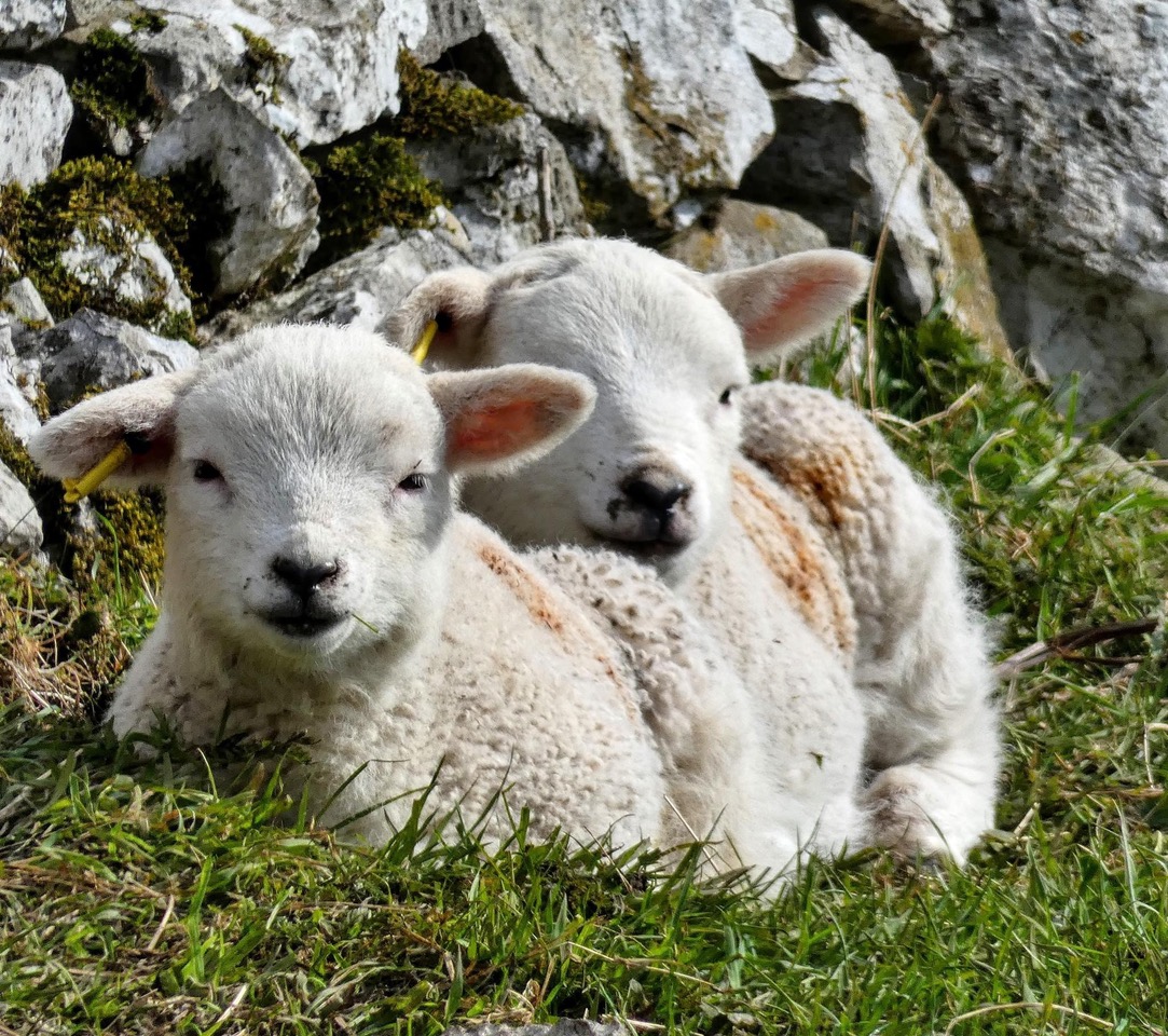 Fwd: Lambs at Ladybower Keith Bown			
					</div><!-- .entry-content -->
		
		<footer>
		
		
		
					
					</footer><!-- .entry-meta -->
	</article><!-- #post -->
				
											
				
		
<hr class=