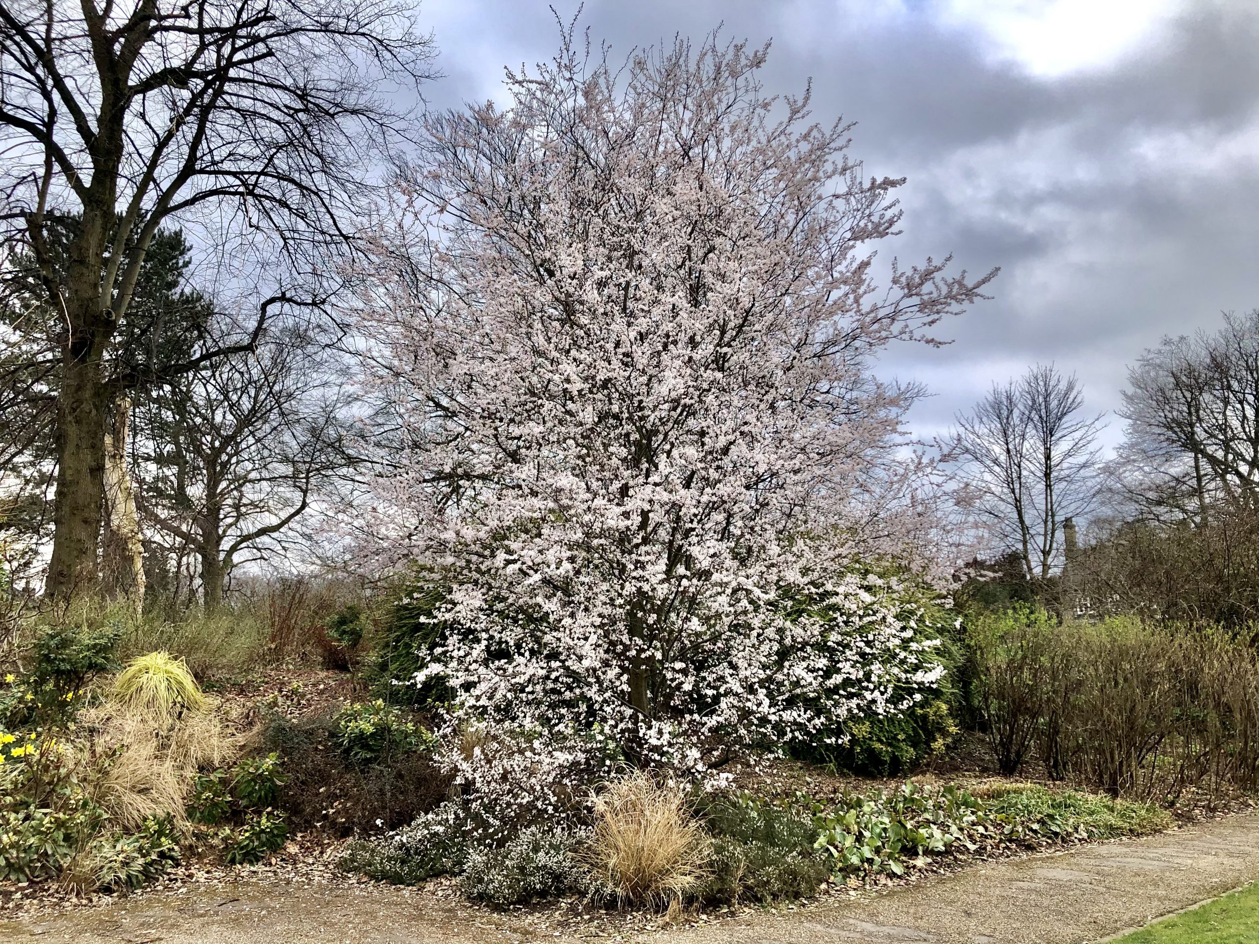 Fwd: Blossom Sheffield Botanical Gardens. Keith Bown			
					</div><!-- .entry-content -->
		
		<footer>
		
		
		
					
					</footer><!-- .entry-meta -->
	</article><!-- #post -->
				
											
				
		
<hr class=