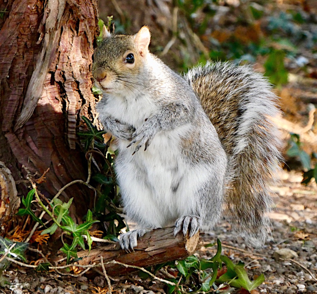 Fwd: Squirrel at Botanical Gardens Sheffield. Keith Bown			
					</div><!-- .entry-content -->
		
		<footer>
		
		
		
					
					</footer><!-- .entry-meta -->
	</article><!-- #post -->
				
											
				
		
<hr class=