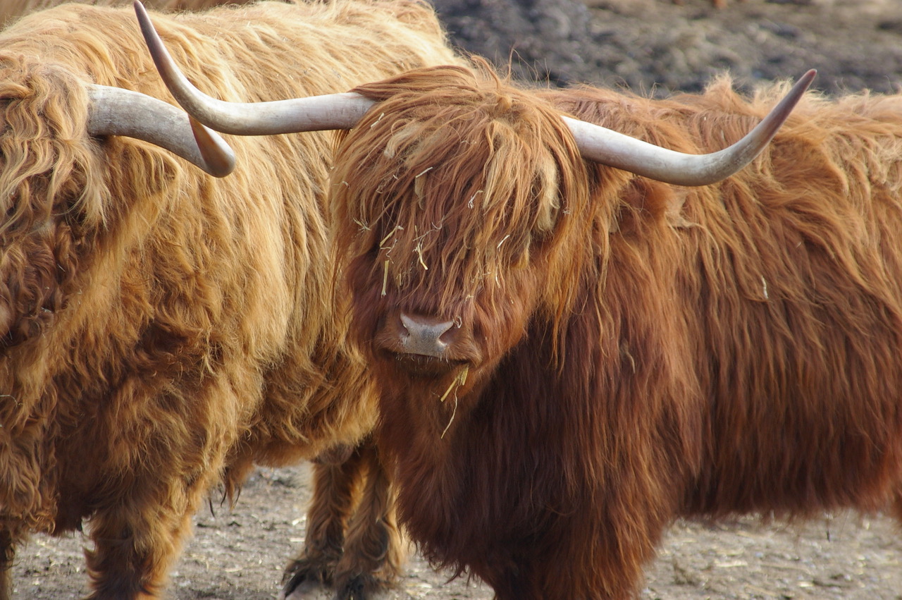 Fwd: Highland cow photo			
					</div><!-- .entry-content -->
		
		<footer>
		
		
		
					
					</footer><!-- .entry-meta -->
	</article><!-- #post -->
				
											
				
		
<hr class=