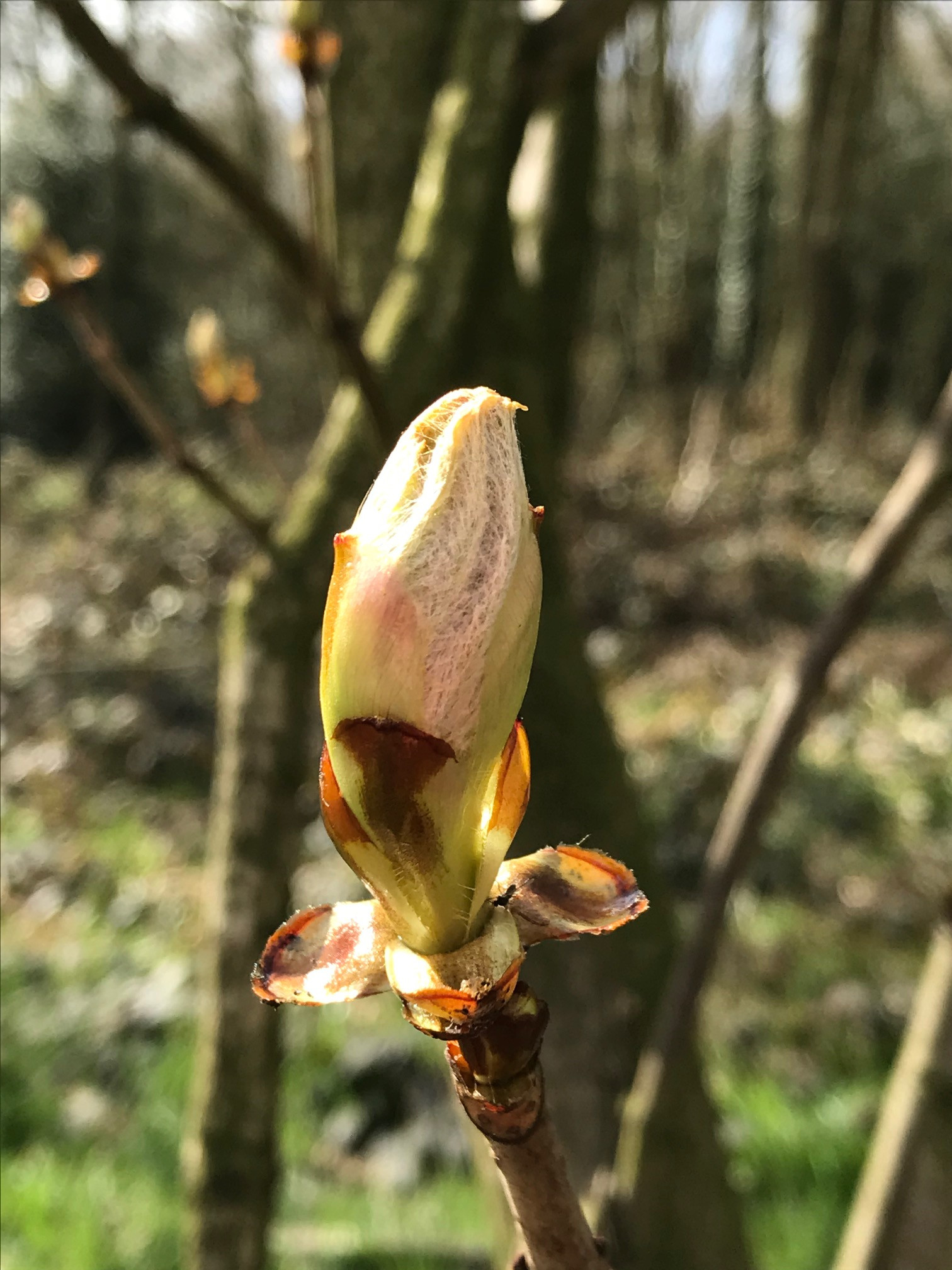 Fwd: Budding Beauty by Val Unwin			
					</div><!-- .entry-content -->
		
		<footer>
		
		
		
					
					</footer><!-- .entry-meta -->
	</article><!-- #post -->
				
											
				
		
<hr class=