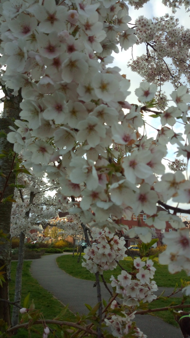 Fwd: Sarah Bark…. Dinnington			
					</div><!-- .entry-content -->
		
		<footer>
		
		
		
					
					</footer><!-- .entry-meta -->
	</article><!-- #post -->
				
											
				
		
<hr class=
