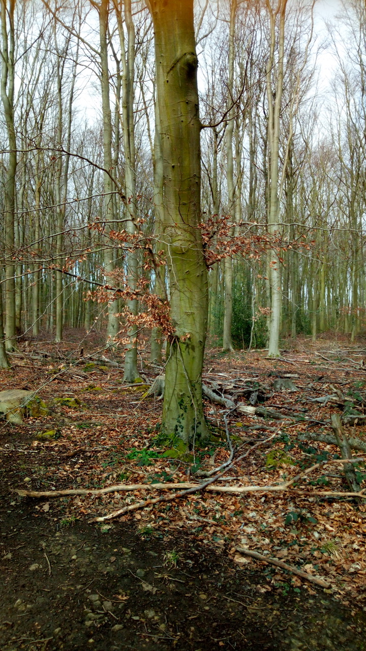 Fwd: Sarah Bark… Whitwell woods			
					</div><!-- .entry-content -->
		
		<footer>
		
		
		
					
					</footer><!-- .entry-meta -->
	</article><!-- #post -->
				
											
				
		
<hr class=