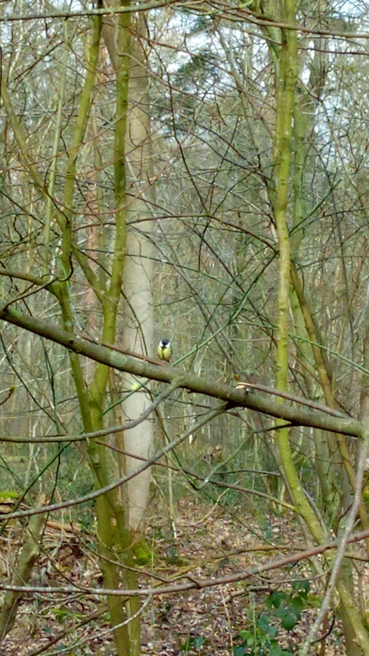 Fwd: Sarah Bark… Whitwell woods			
					</div><!-- .entry-content -->
		
		<footer>
		
		
		
					
					</footer><!-- .entry-meta -->
	</article><!-- #post -->
				
											
				
		
<hr class=
