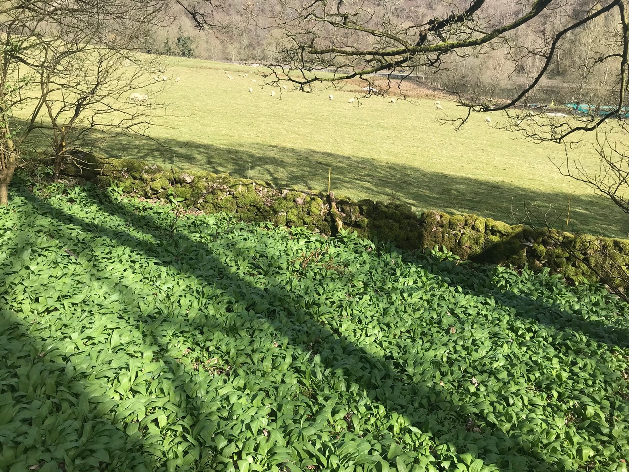 Fwd: Wild garlic Peak District			
					</div><!-- .entry-content -->
		
		<footer>
		
		
		
					
					</footer><!-- .entry-meta -->
	</article><!-- #post -->
				
											
				
		
<hr class=