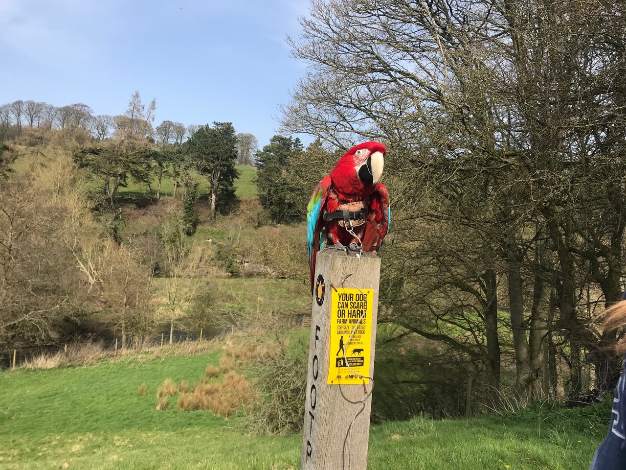 Fwd: Ashford parrot			
					</div><!-- .entry-content -->
		
		<footer>
		
		
		
					
					</footer><!-- .entry-meta -->
	</article><!-- #post -->
				
											
				
		
<hr class=