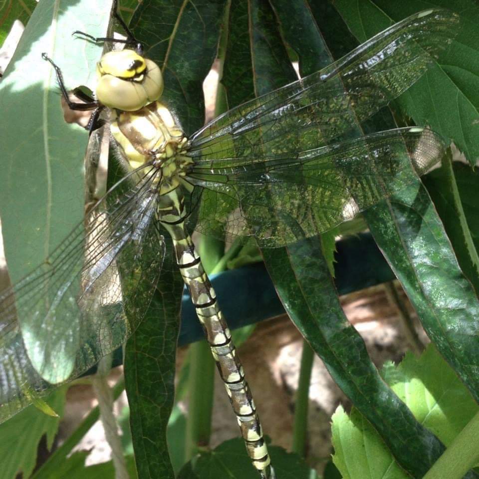 Fwd: Sarah Bark… Dragon fly in my garden			
					</div><!-- .entry-content -->
		
		<footer>
		
		
		
					
					</footer><!-- .entry-meta -->
	</article><!-- #post -->
				
											
				
		
<hr class=