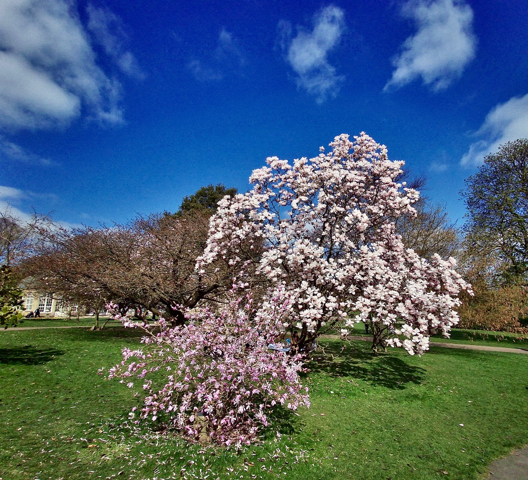 Fwd: Magnolias Sheffield Botanical Gardens. Keith Bown			
					</div><!-- .entry-content -->
		
		<footer>
		
		
		
					
					</footer><!-- .entry-meta -->
	</article><!-- #post -->
				
											
				
		
<hr class=